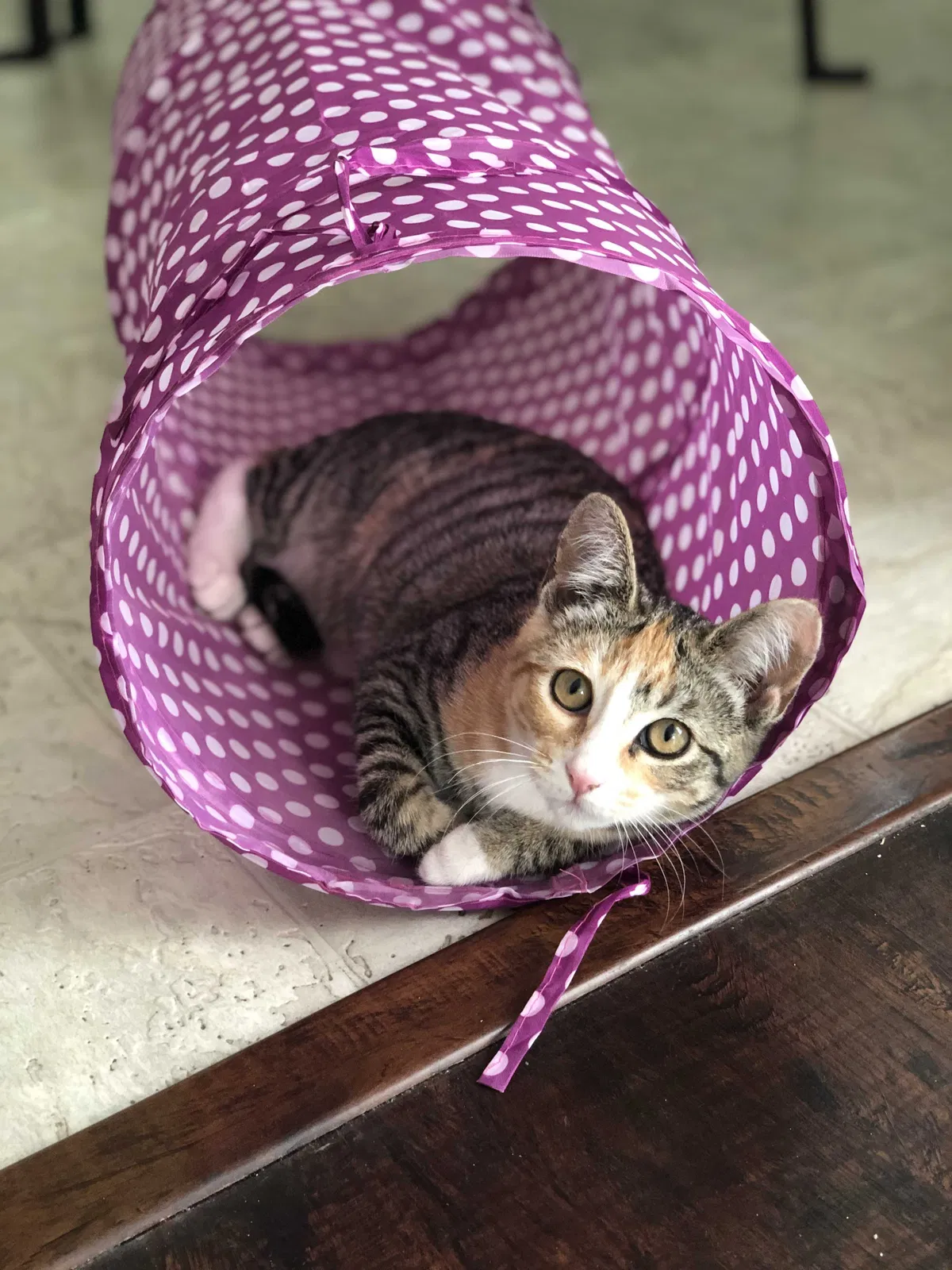 Lost cat in Los Angeles, CA, 90046