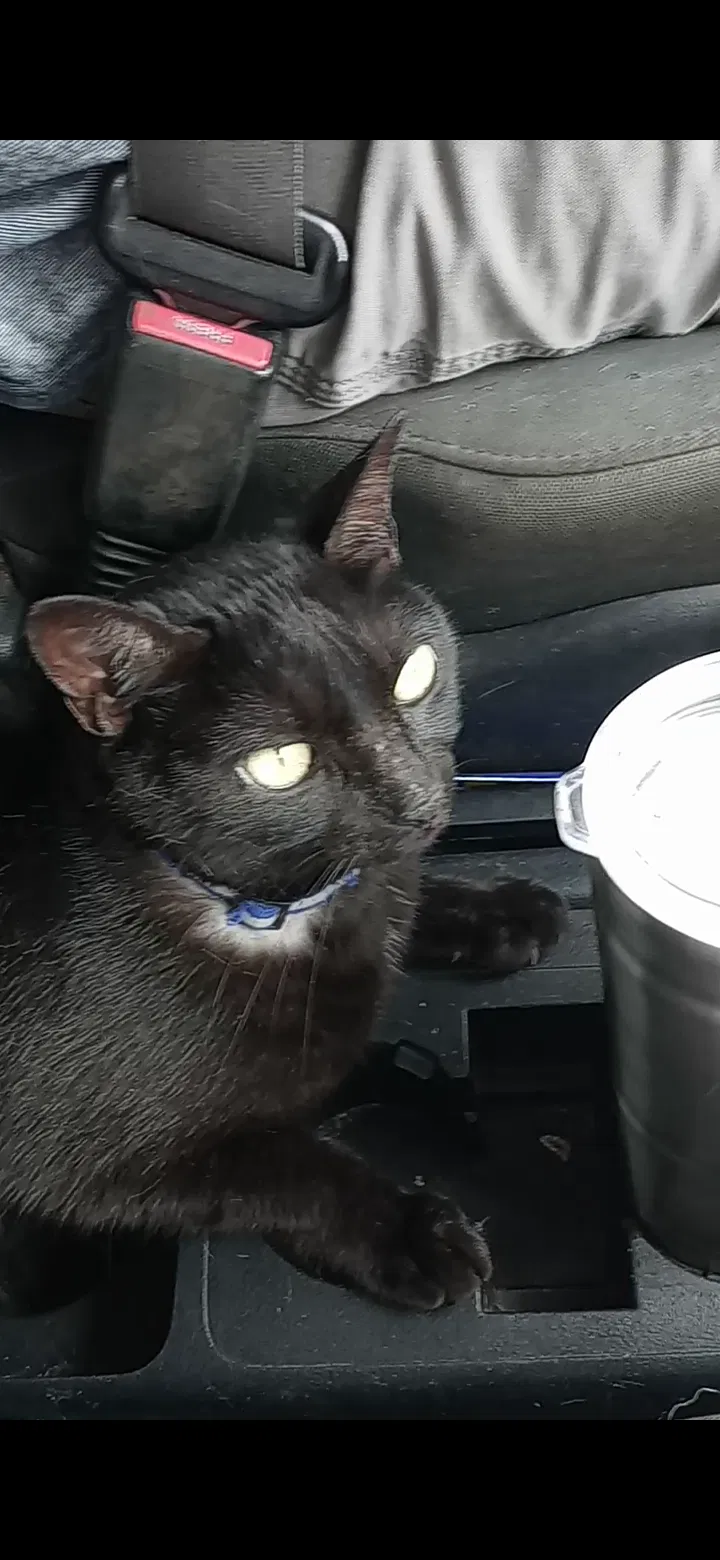 Lost cat in O Brien, FL, 32071