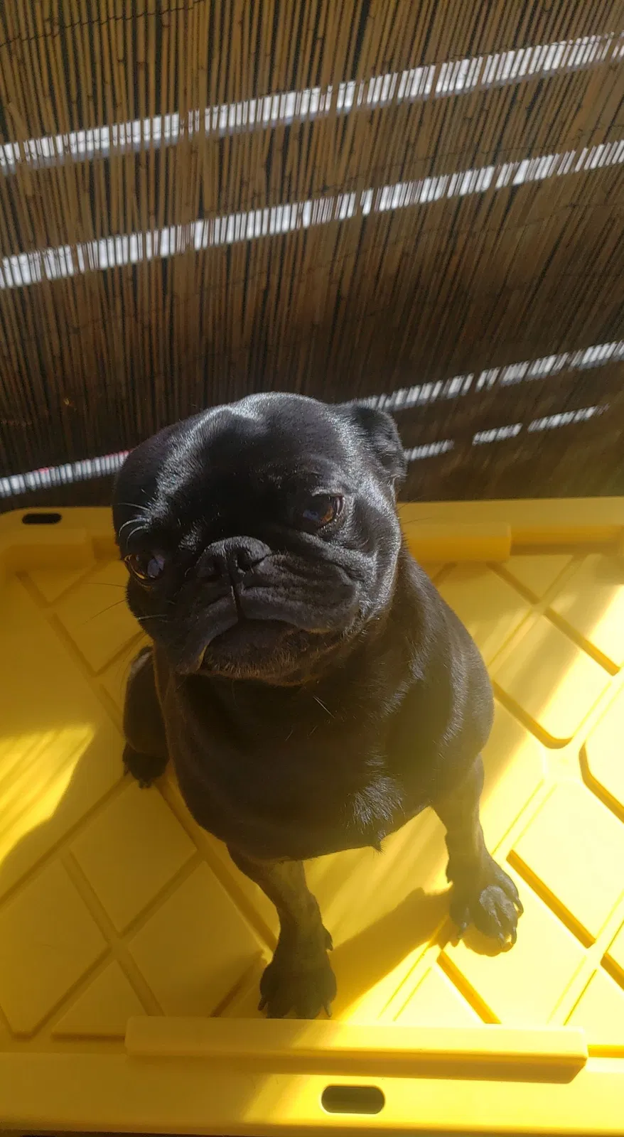 Lost dog in San Bernardino, CA, 92404