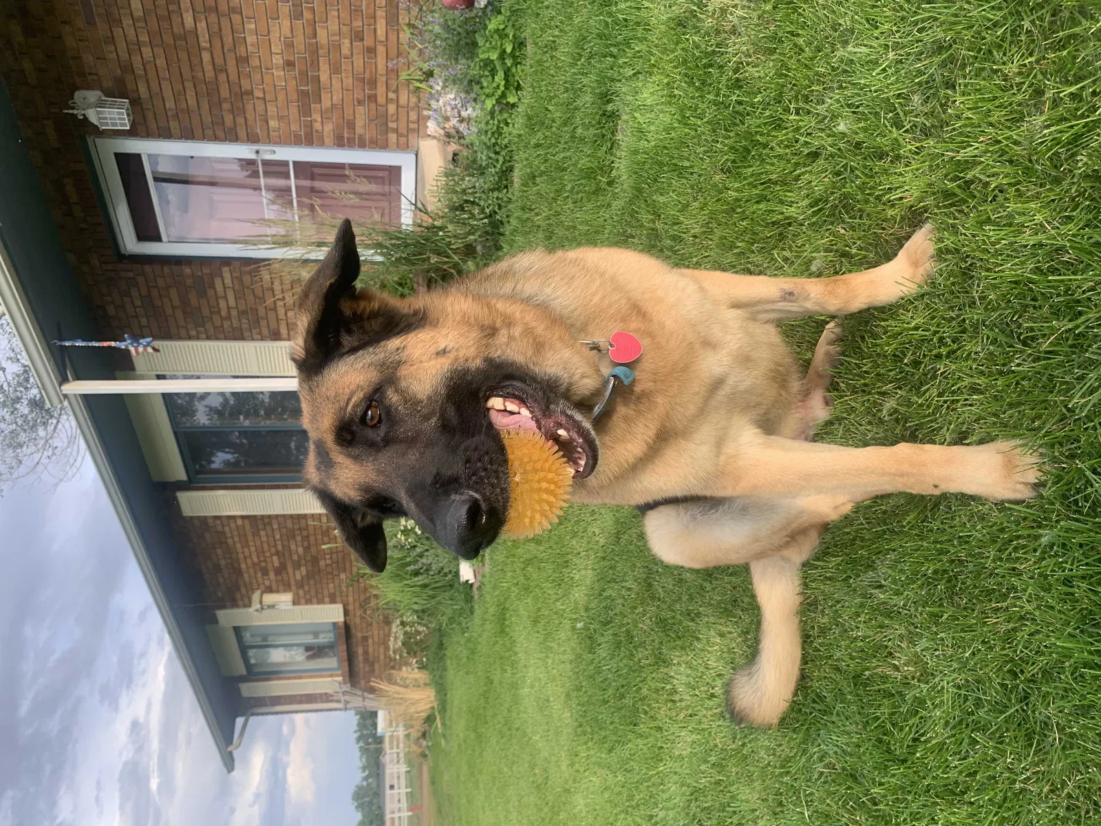 Lost dog in Henderson, CO, 80640
