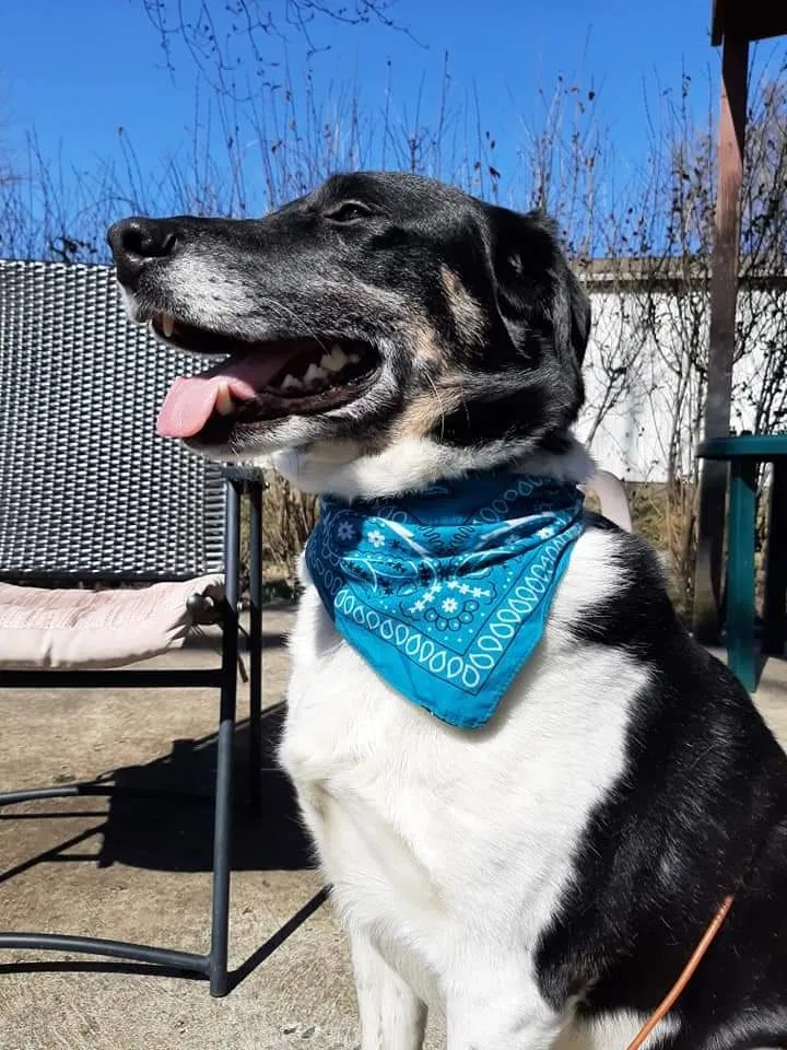Lost dog in Sharon, PA, 16146
