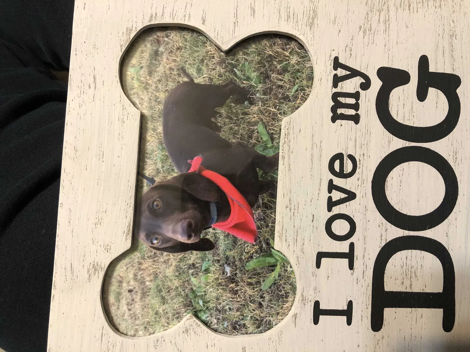 Lost dog in Paron, AR, 72122