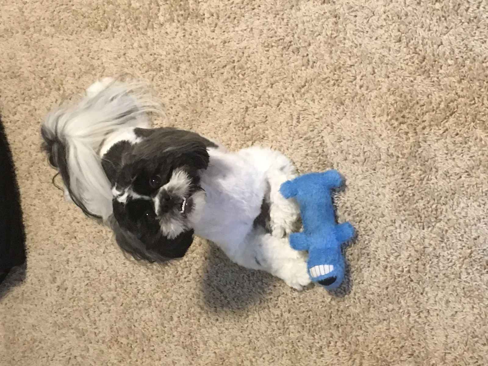 Lost dog in Greensboro, NC, 27401