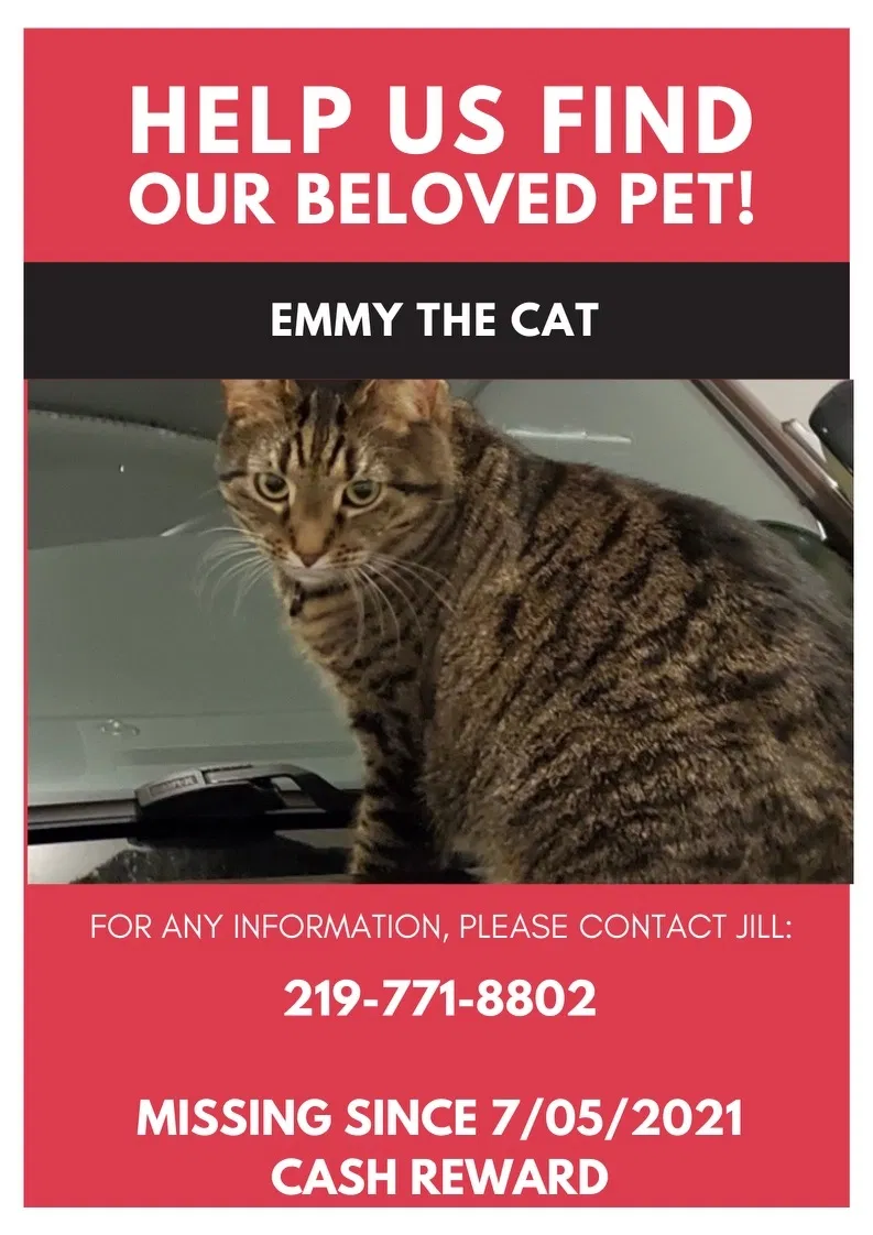 Lost cat in Merrillville, IN, 46410