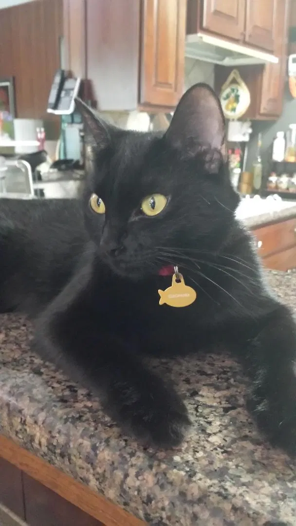 Lost cat in Houston, TX, 77024