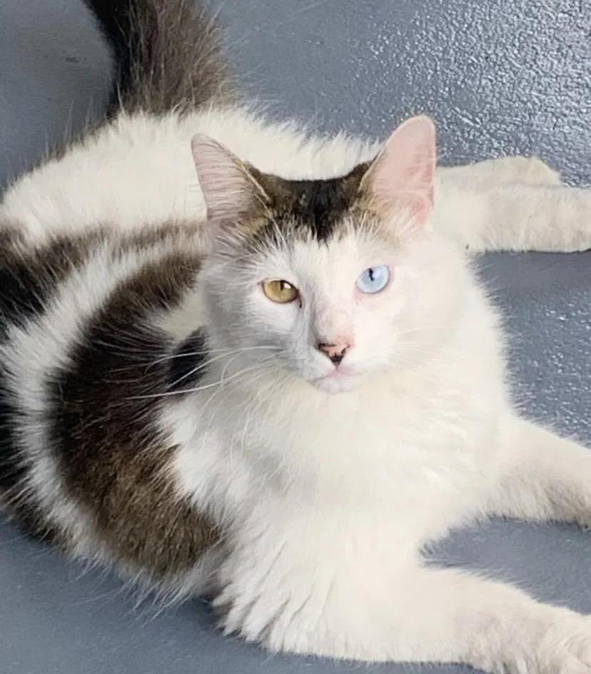 Lost cat in Pompano Beach, FL, 33064