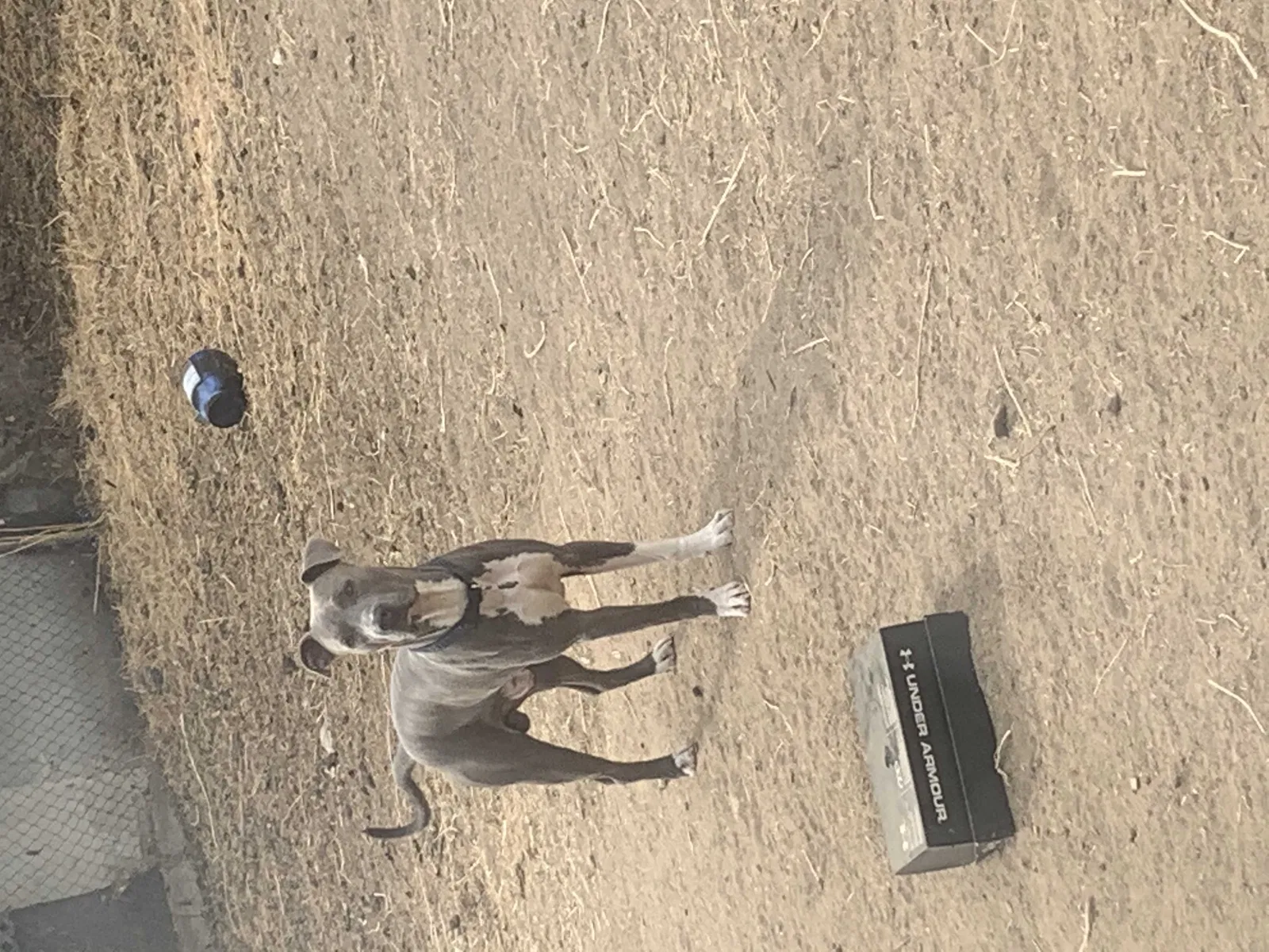 Lost dog in Bakersfield, CA, 93308