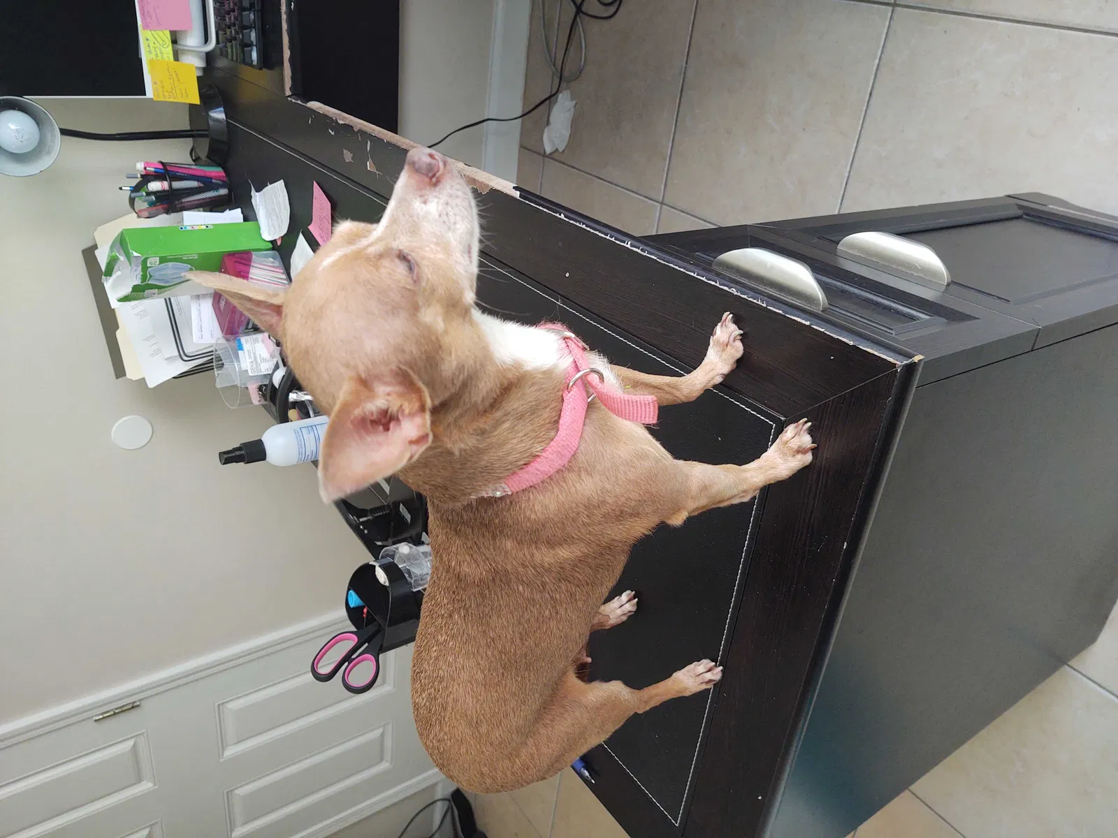 Found dog in Jacksonville, FL, 32222