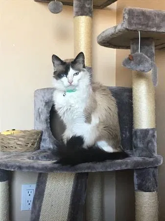 Lost cat in Spring Valley, CA, 91977