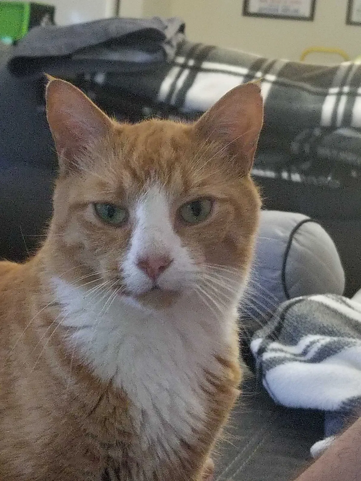 Lost cat in Norcross, GA, 30093