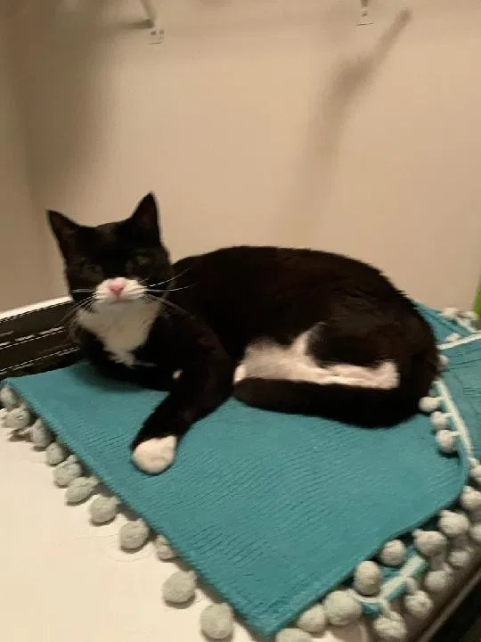 Lost cat in Glen Allen, VA, 23060