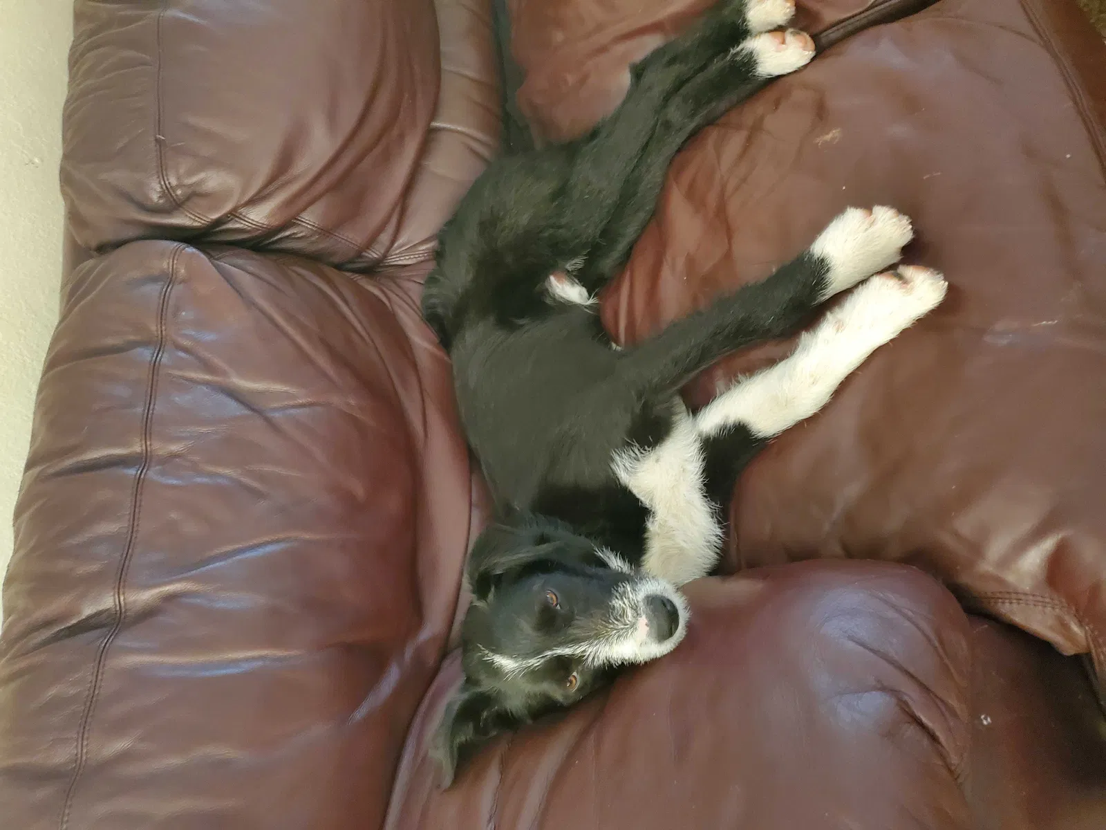 Lost dog in Boise, ID, 83704