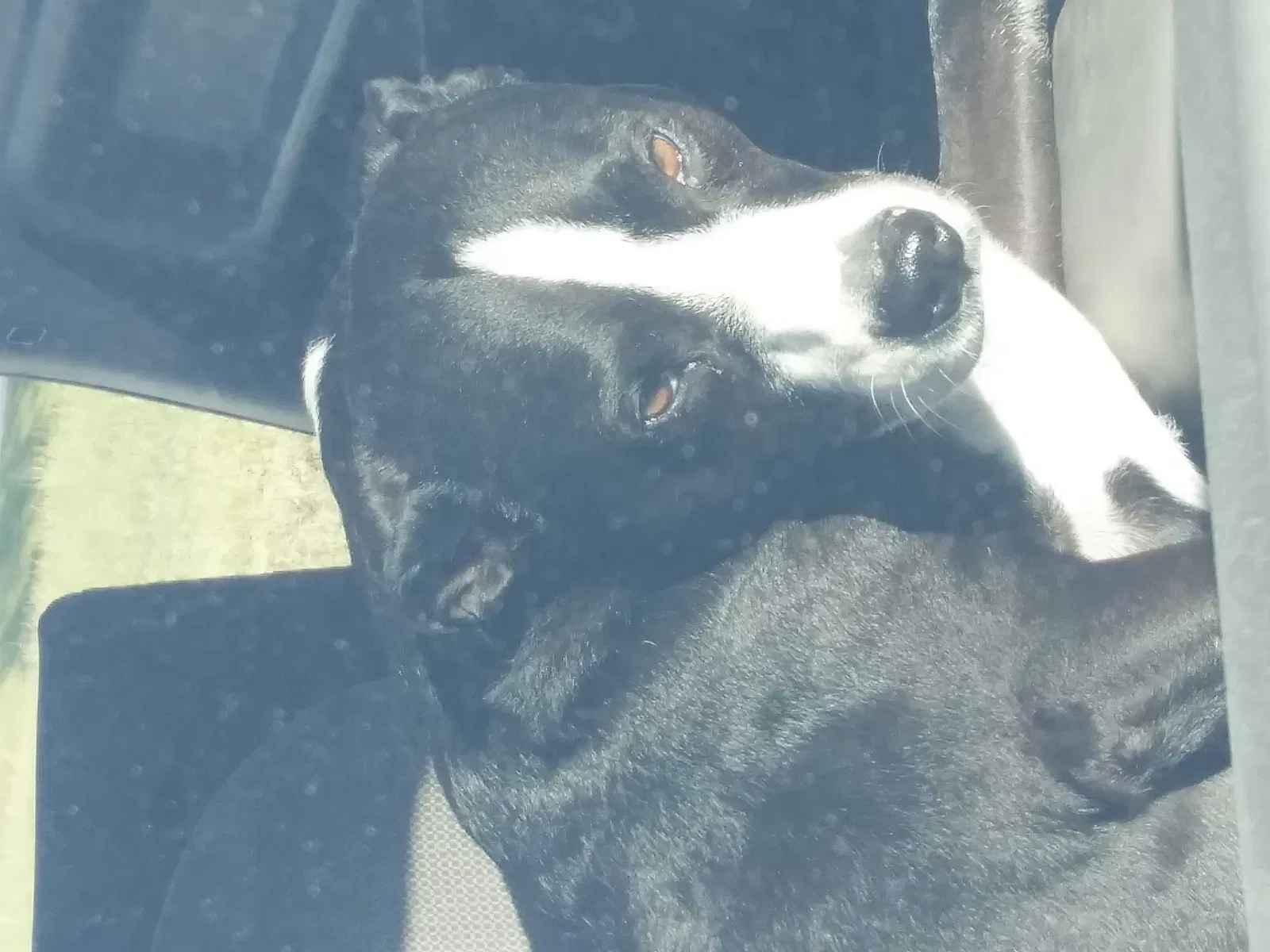 Lost dog in Hillsboro, MO, 63050