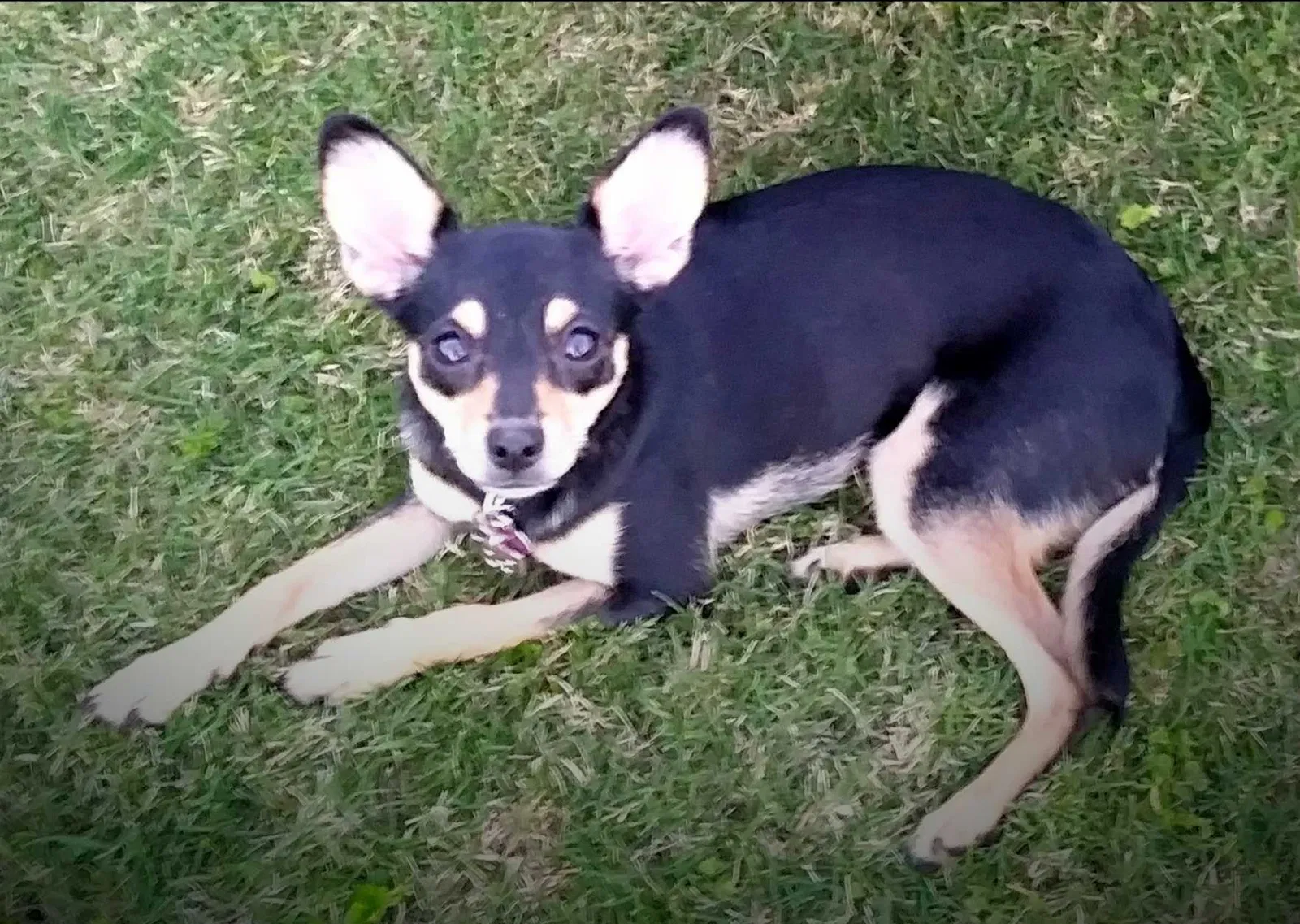 Lost dog in Waimanalo, HI, 96795