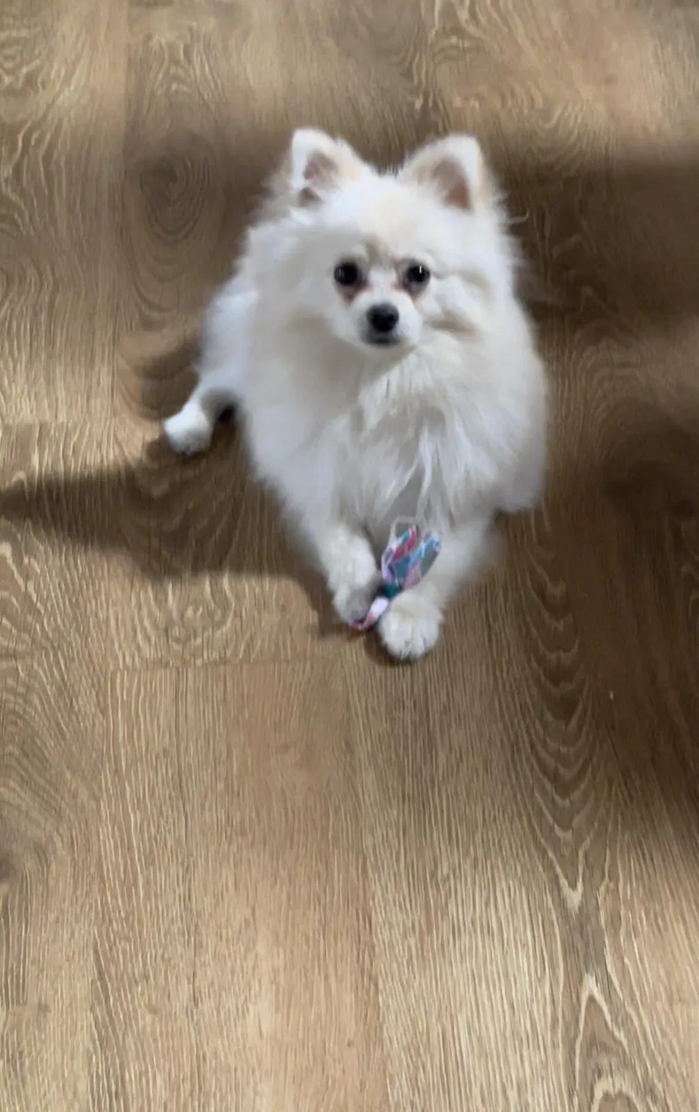 Lost dog in Phelan, CA, 92371