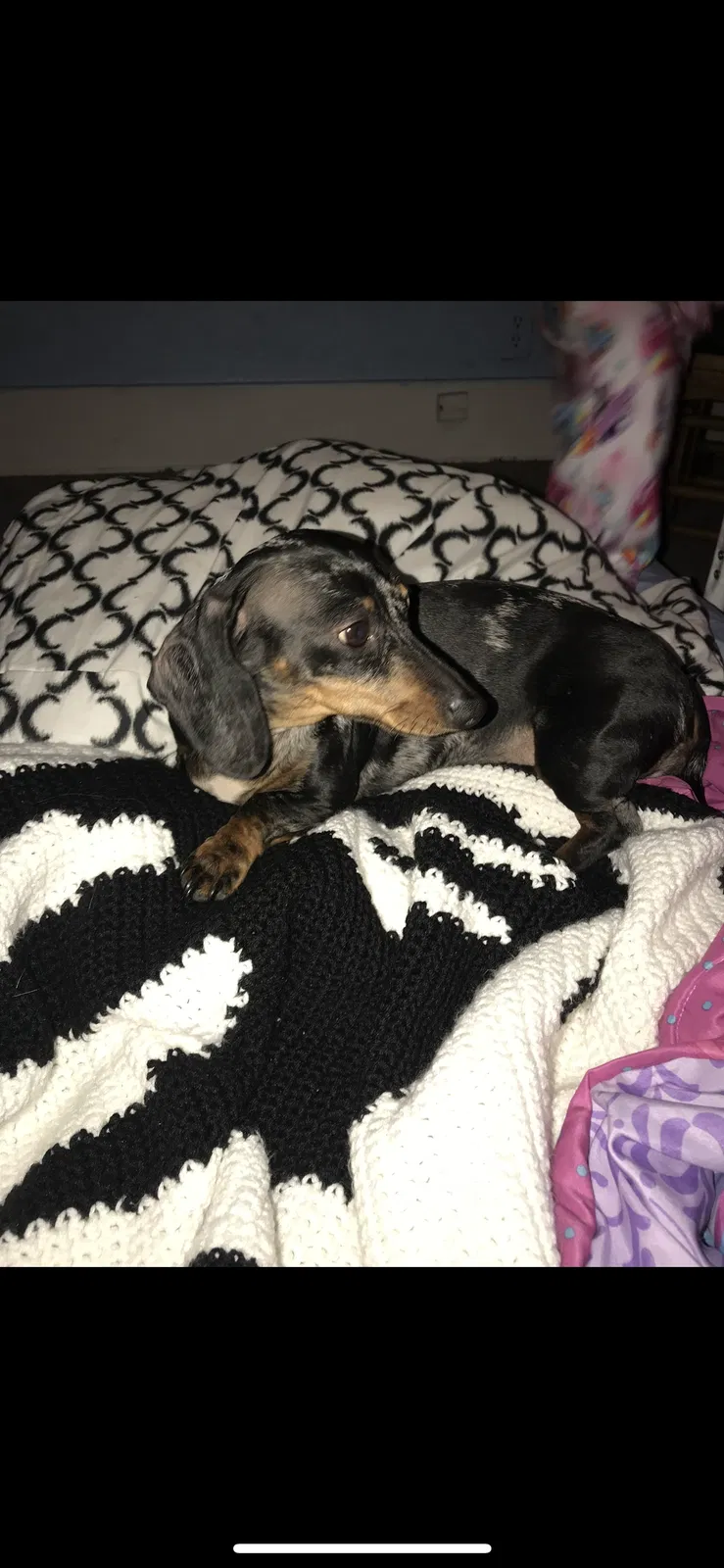 Lost dog in Springfield, OH, 45506