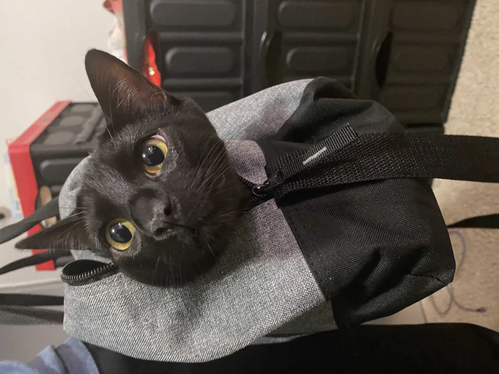Lost cat in San Diego, CA, 92131