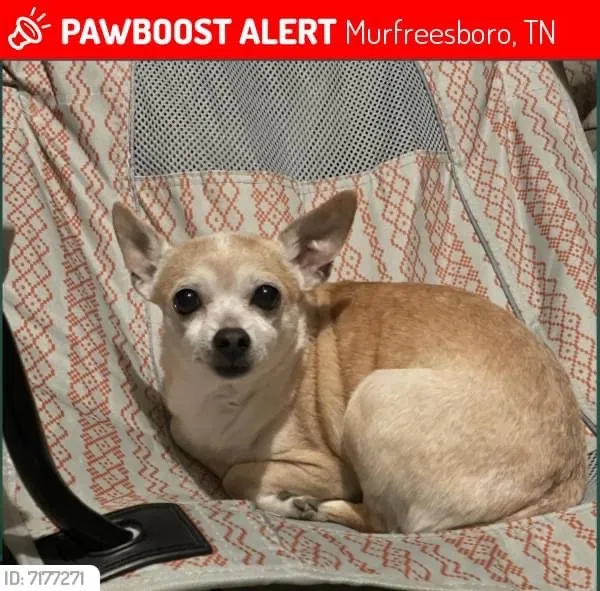 Lost dog in Murfreesboro, TN, 37128