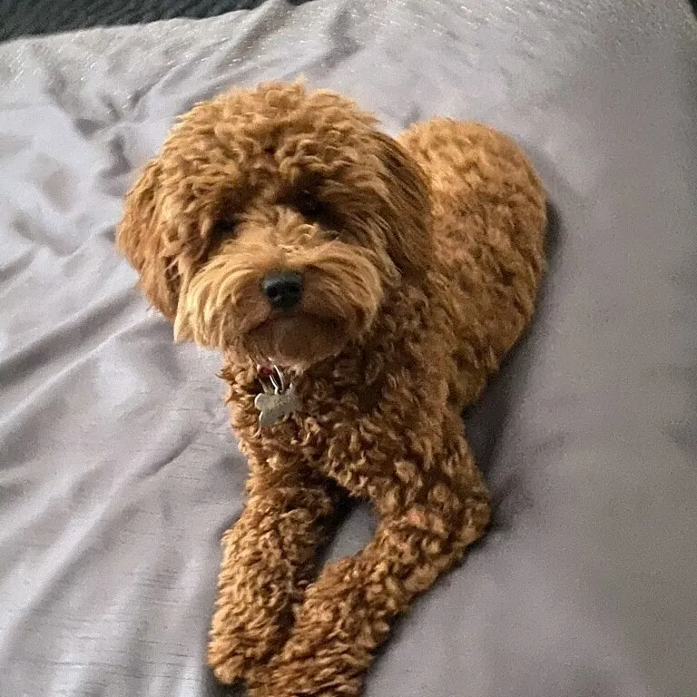 Lost dog in Bakersfield, CA, 93313