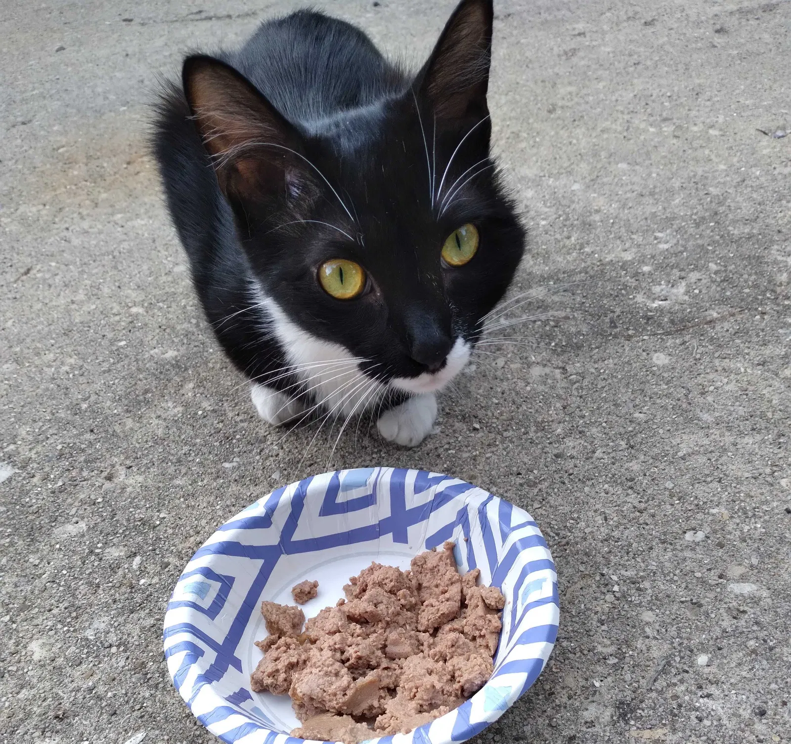 Lost cat in Wilmington, IL, 60481