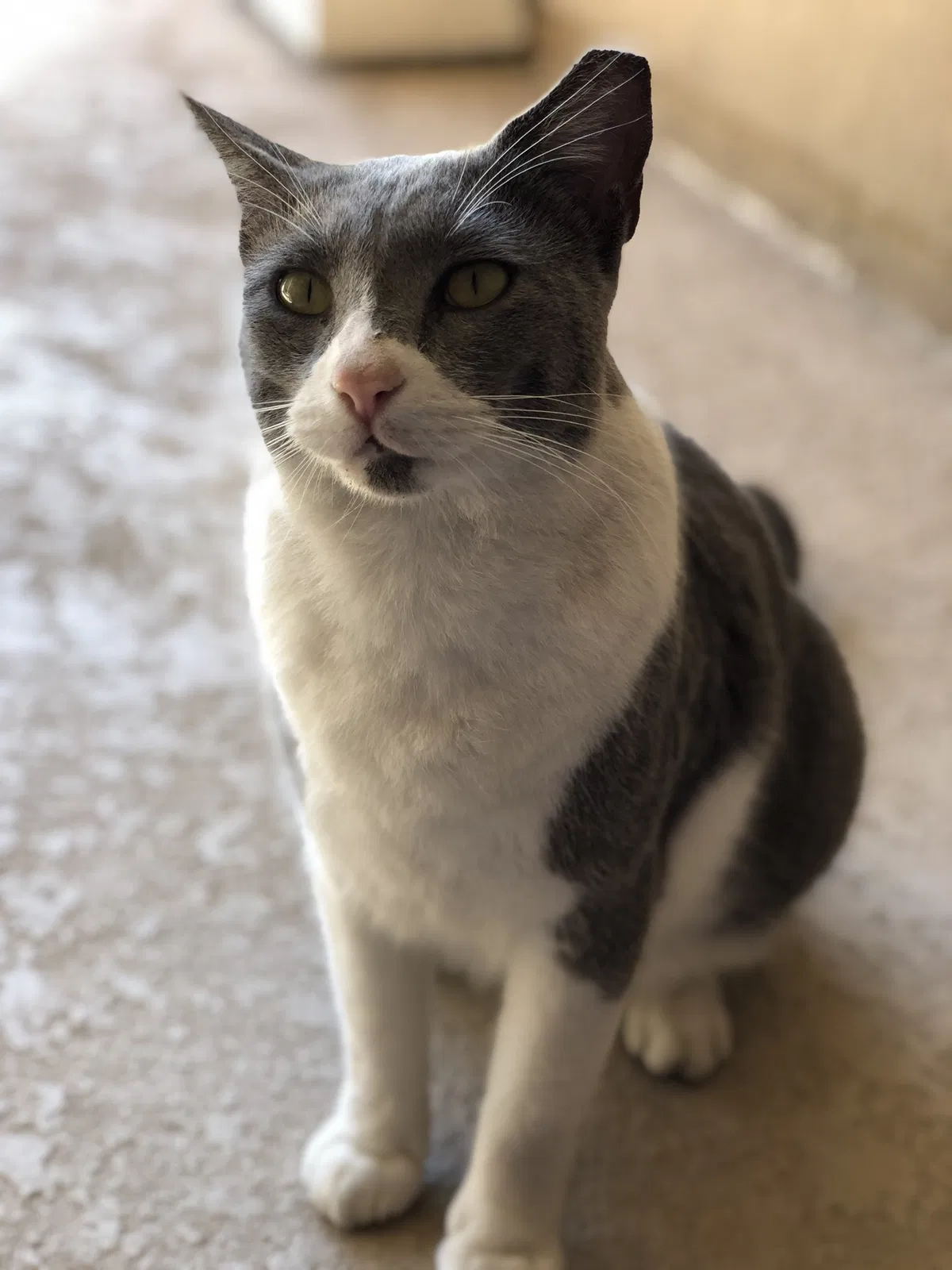 Lost cat in Jacksonville, FL, 32246