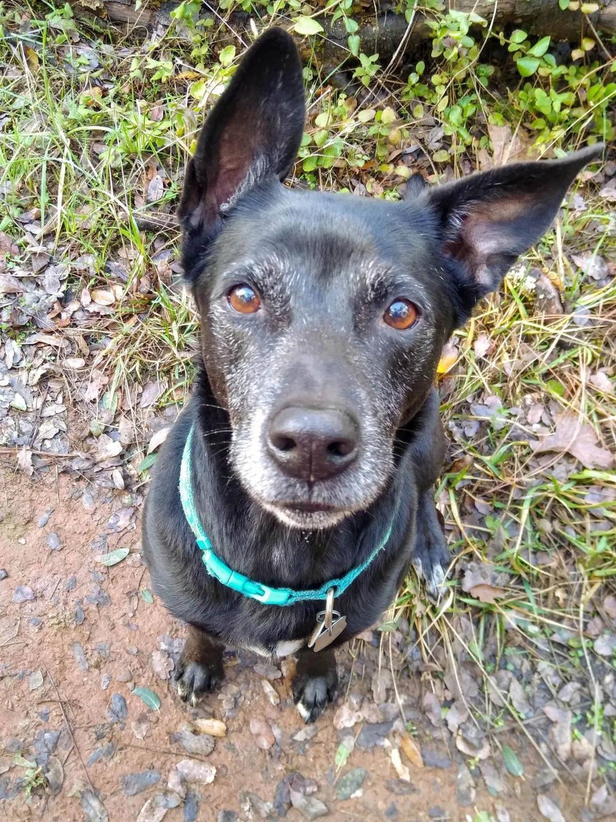 Lost dog in Tierra Amarilla, NM, 87575