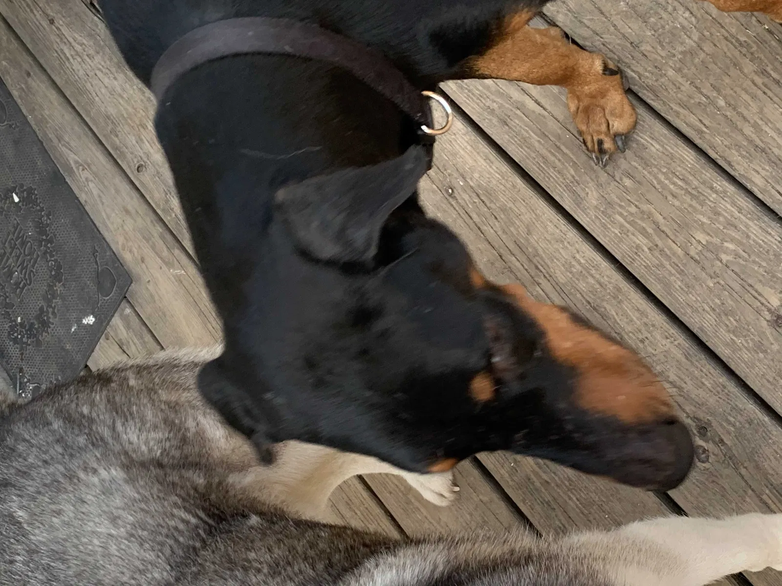Lost dog in Stanley, NC, 28164