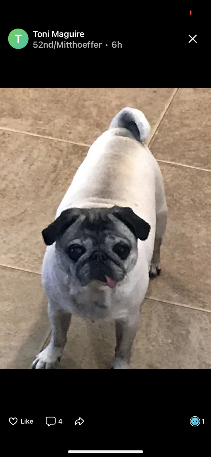 Lost dog in Indianapolis, IN, 46235