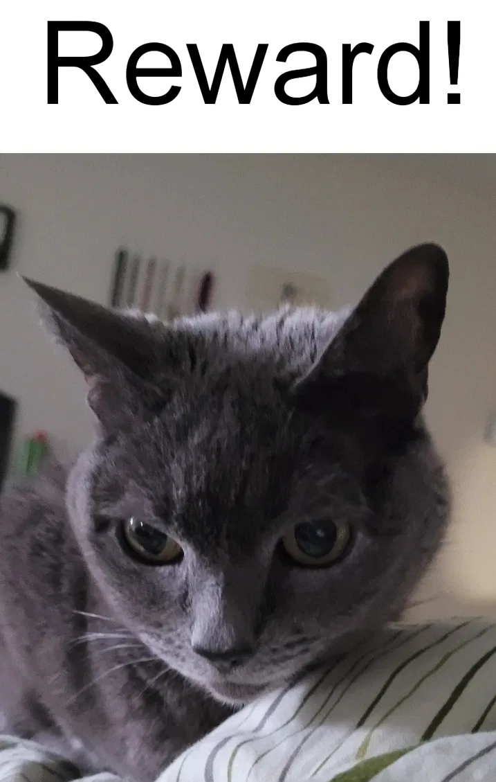Lost cat in Everett, WA, 98204