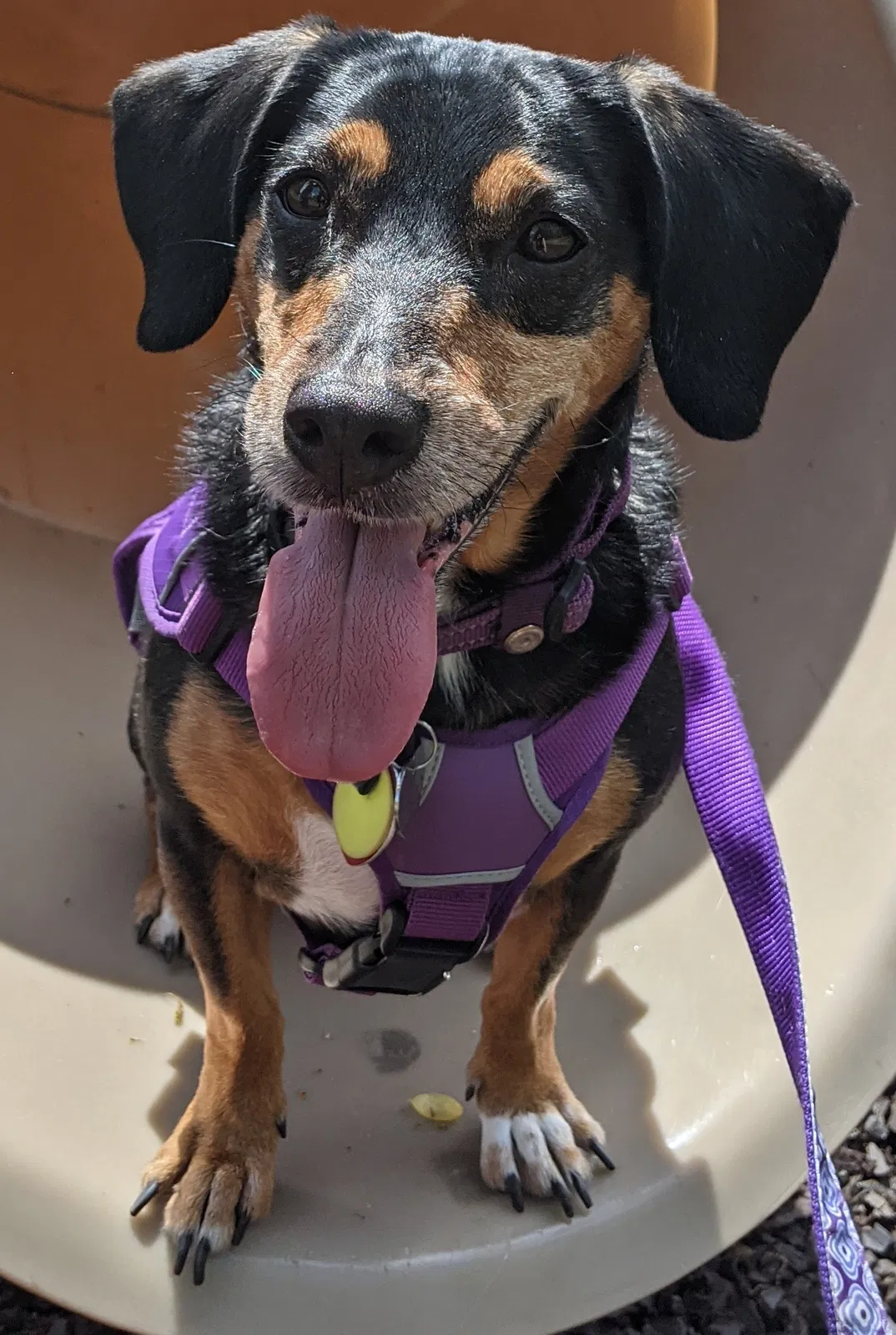 Lost dog in Charlotte, NC, 28269
