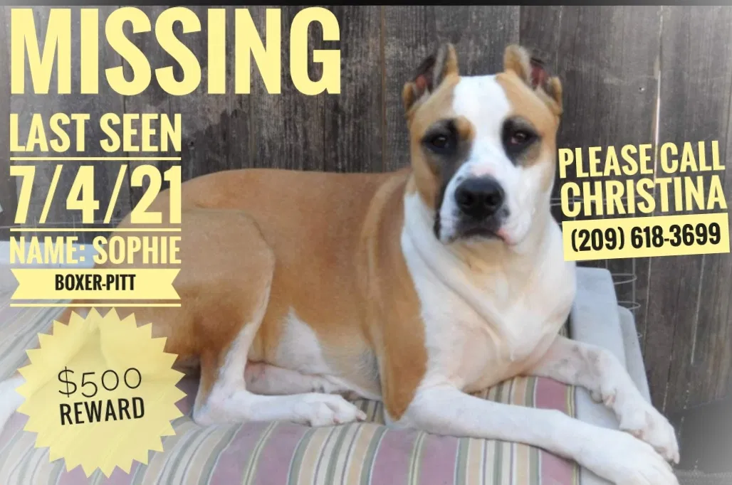 Lost dog in Gustine, CA, 95322