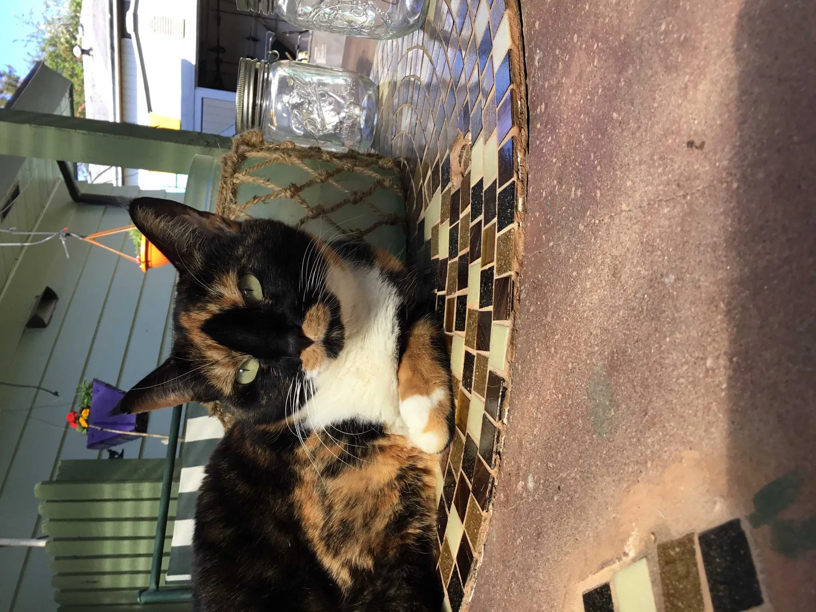Lost cat in Renton, WA, 98059
