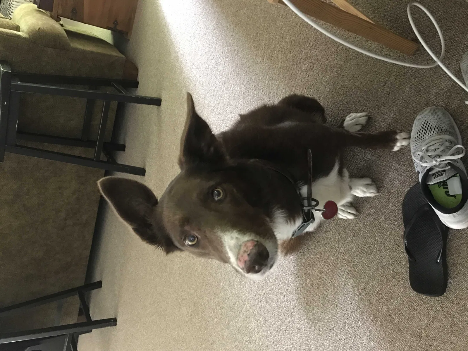 Lost dog in Blanco, TX, 78606