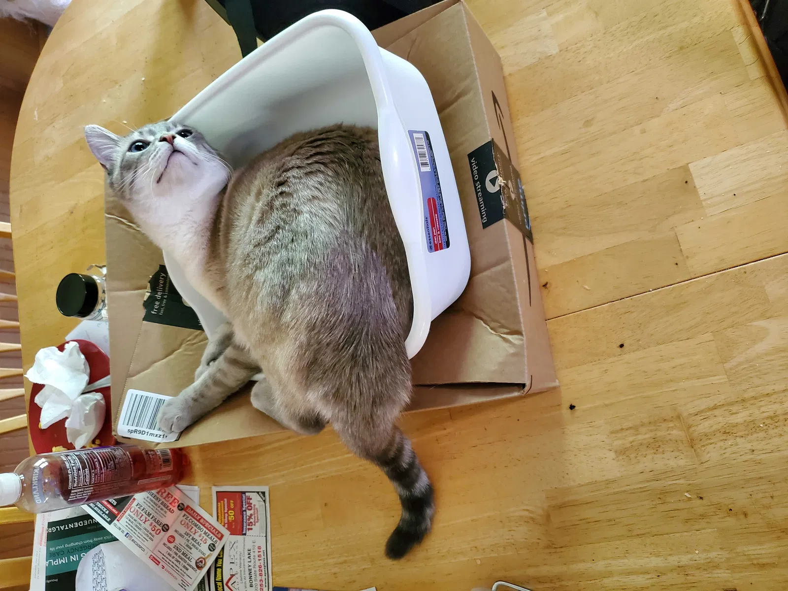 Lost cat in Bonney Lake, WA, 98391