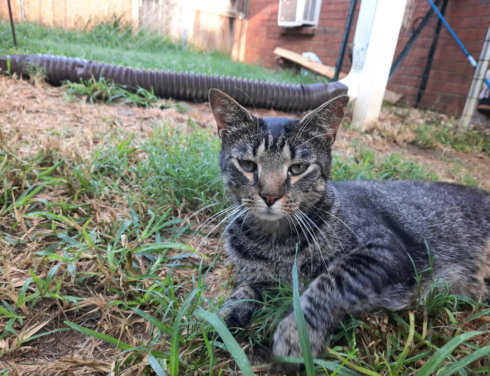 Lost cat in Millington, TN, 38053
