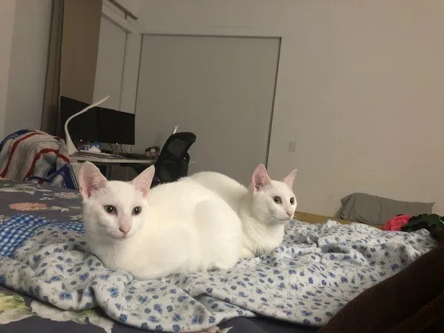 Lost cat in Fort Lauderdale, FL, 33326