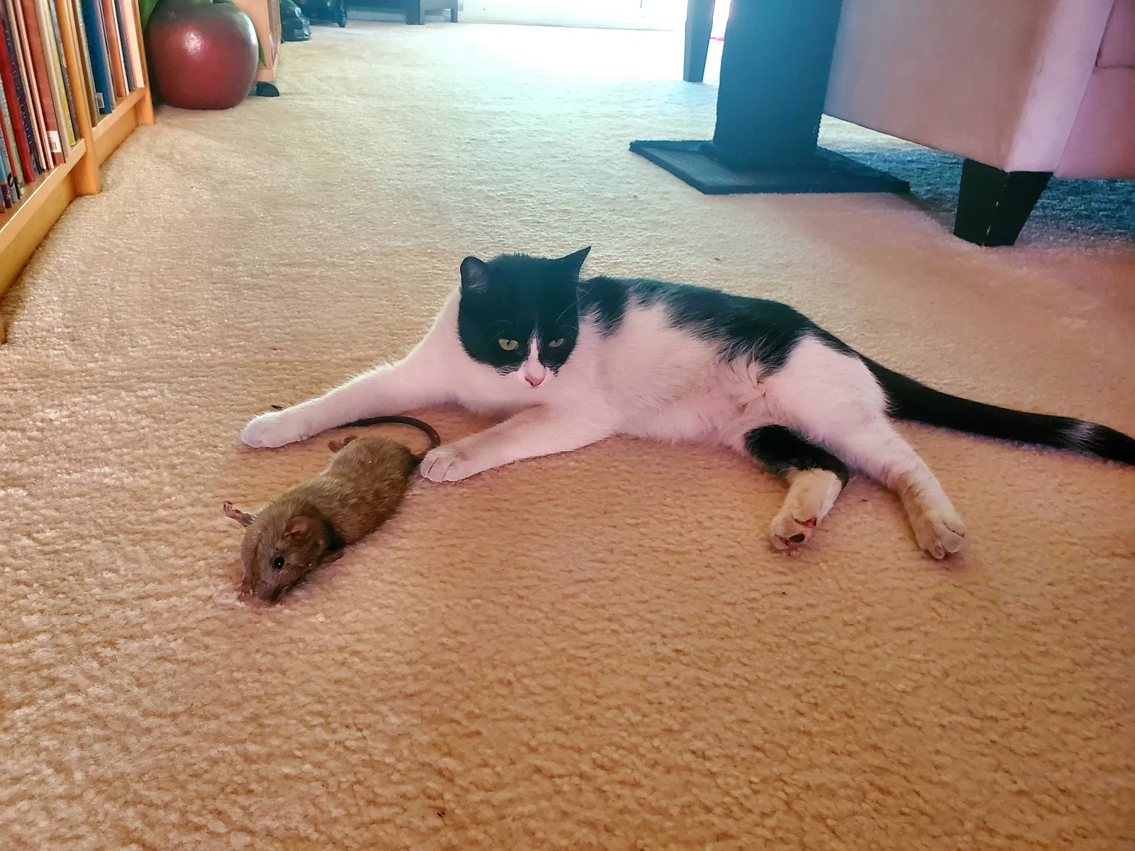 Lost cat in Capitola, CA, 95010