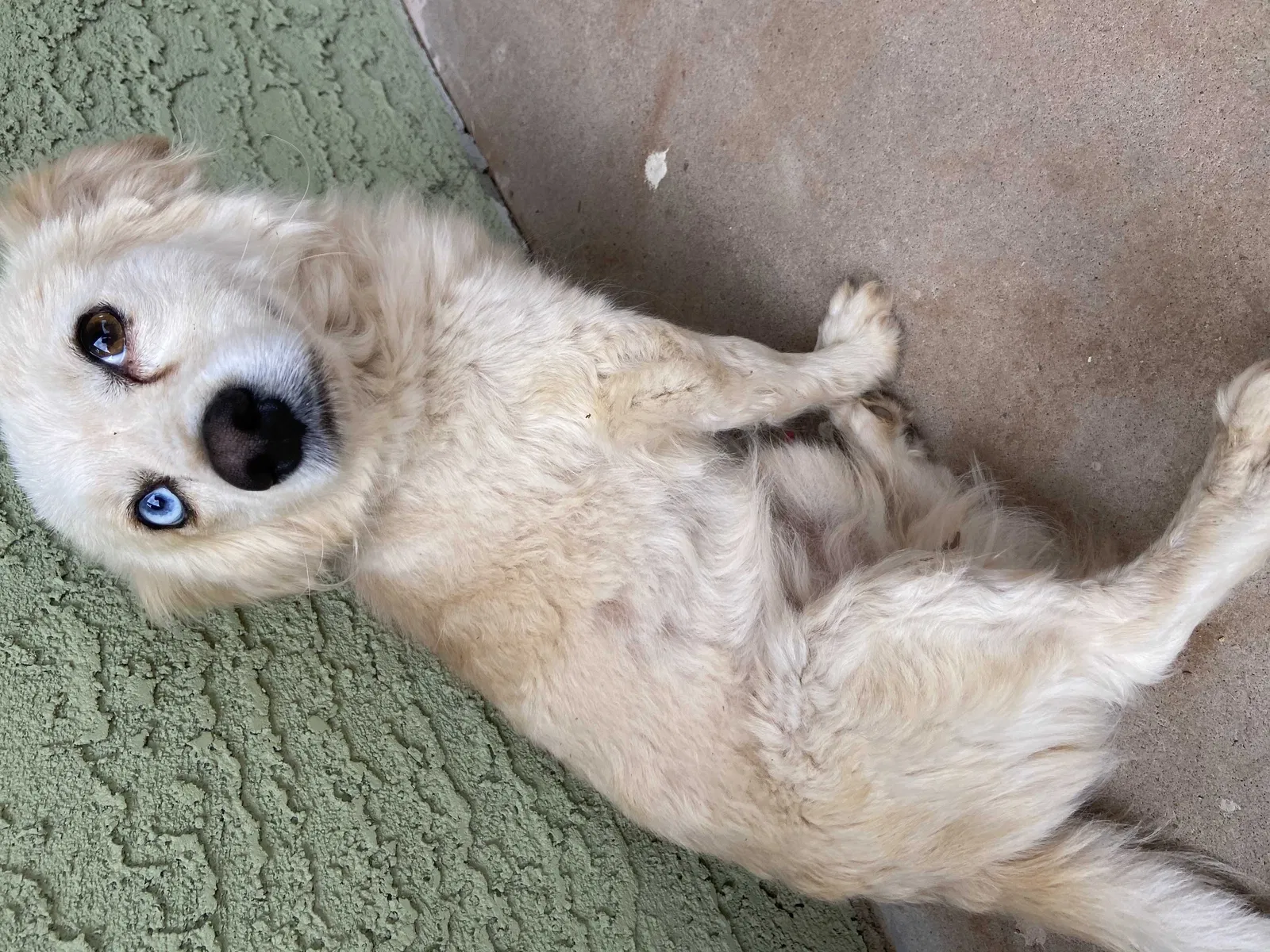 Lost dog in Phoenix, AZ, 85022