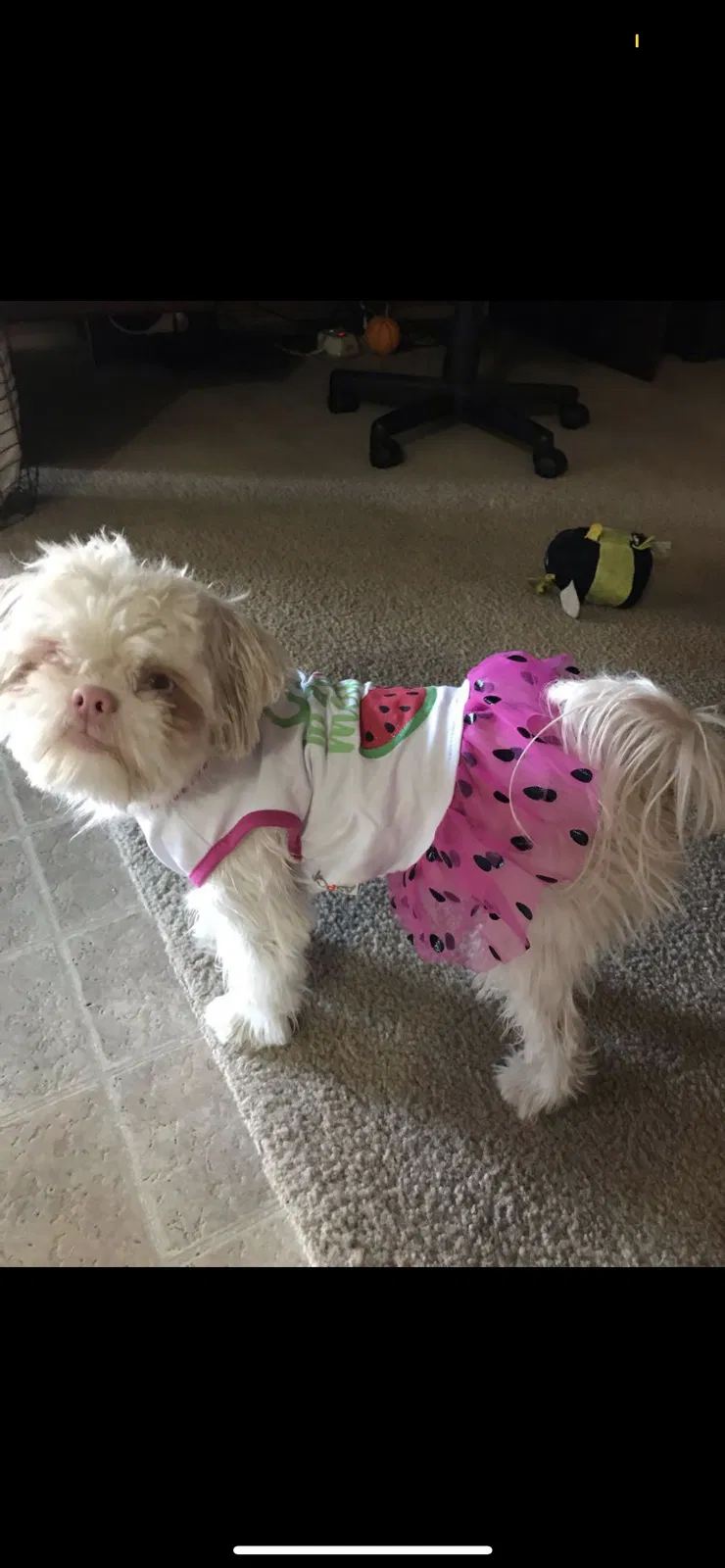 Lost dog in Buckeye, AZ, 85326
