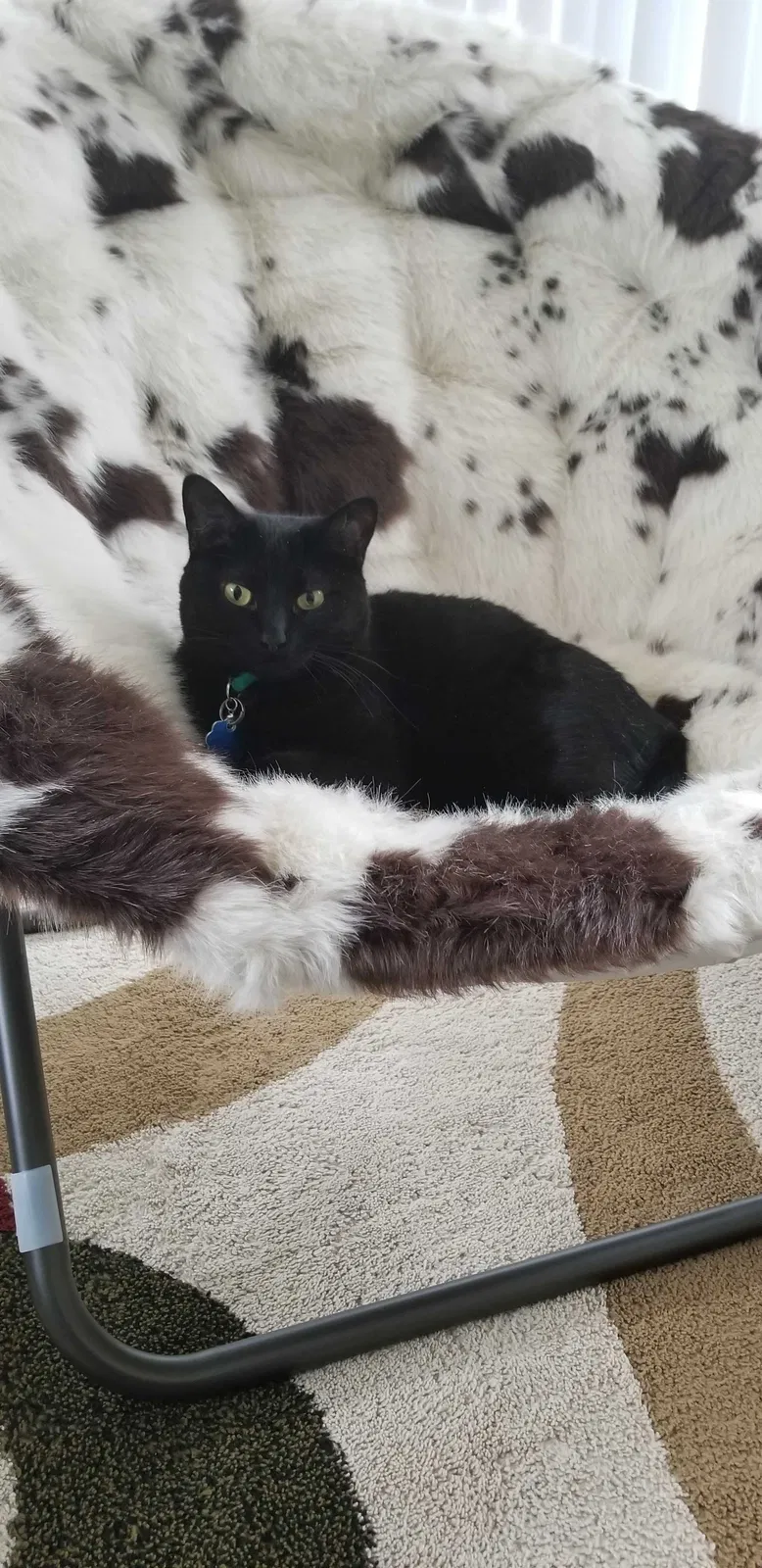 Lost cat in Temecula, CA, 92592