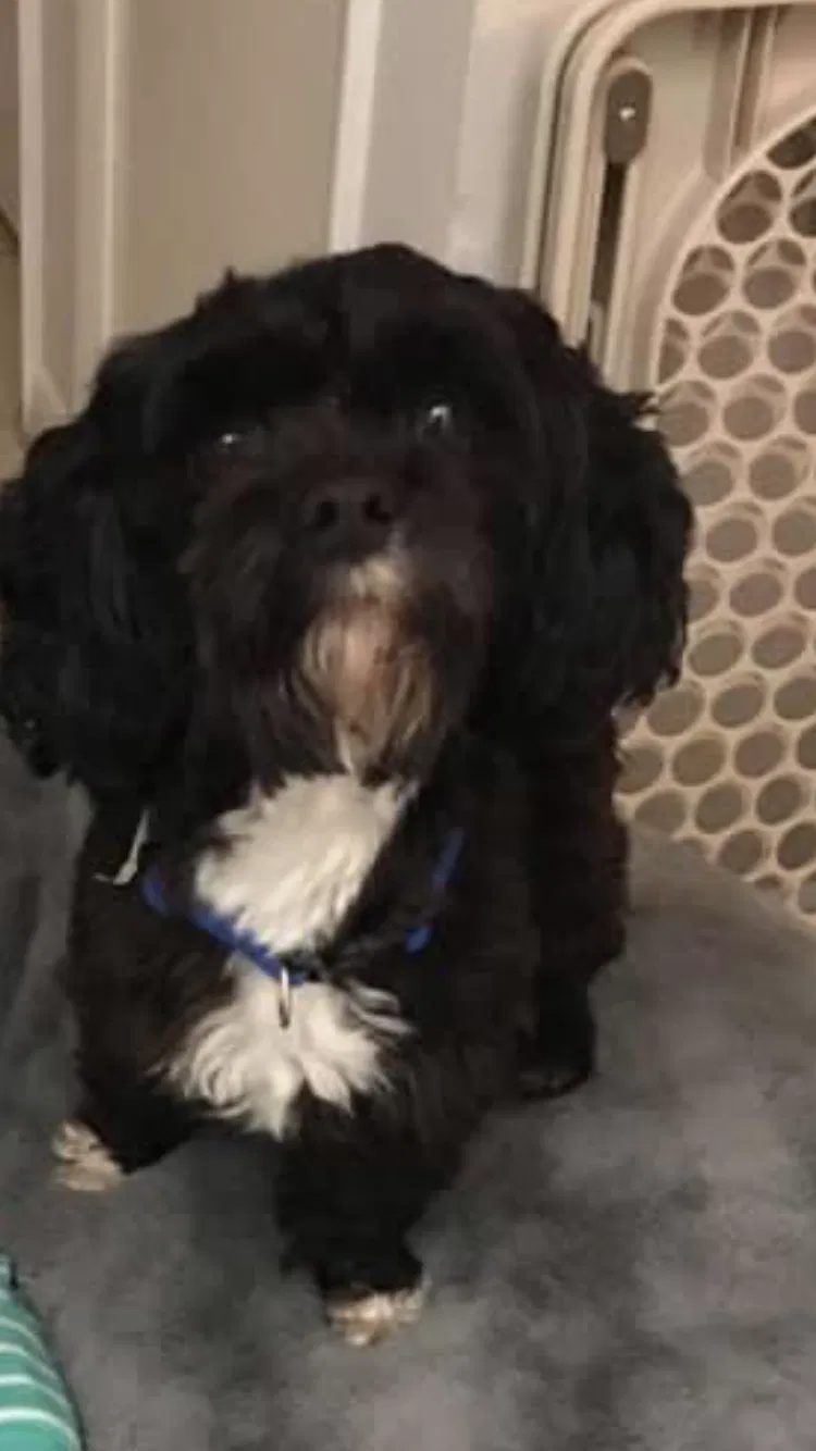 Lost dog in Lehigh Acres, FL, 33971