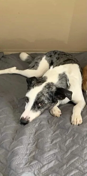 Lost dog in Boerne, TX, 78006
