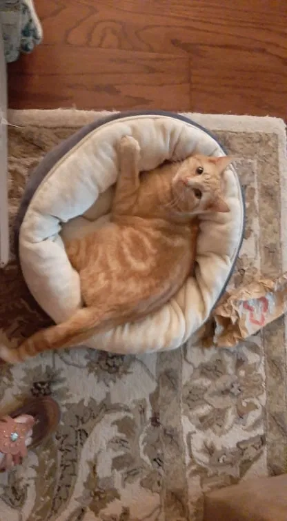 Lost cat in Bryant, AR, 72022