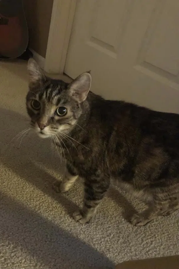 Lost cat in Griffith, IN, 46319