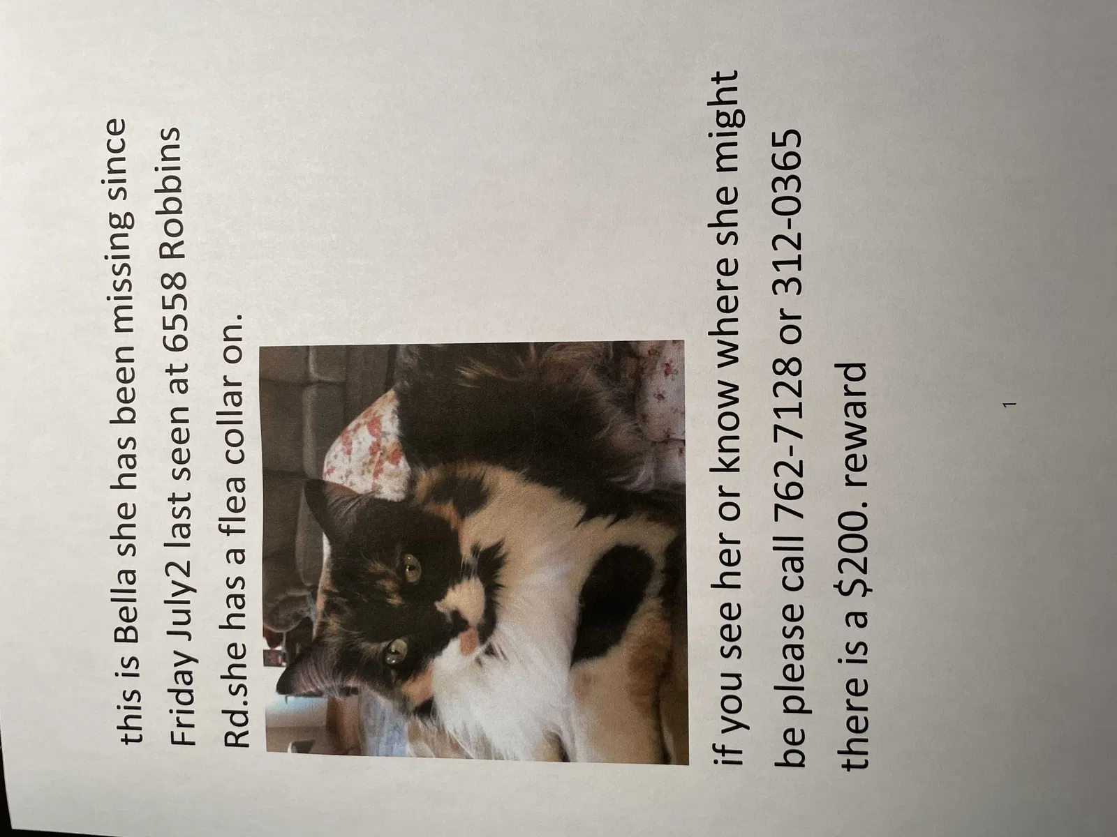 Lost cat in Portage, IN, 46368
