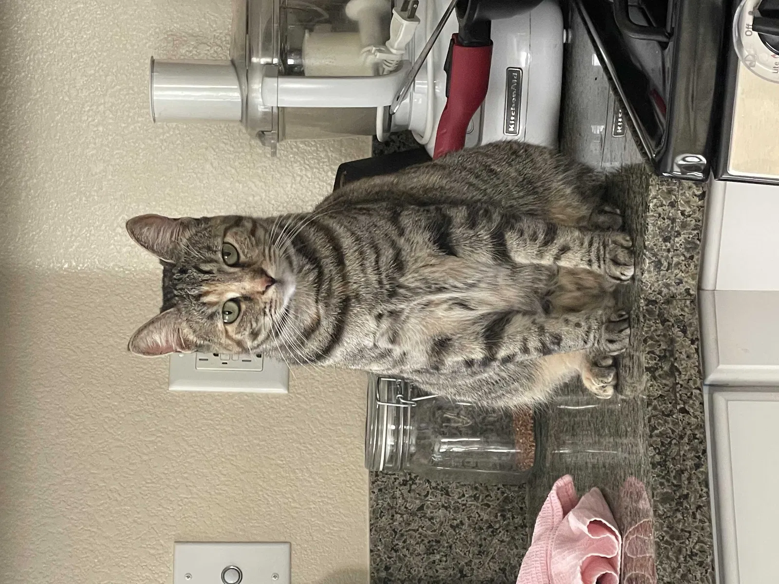 Lost cat in Canyon Country, CA, 91387