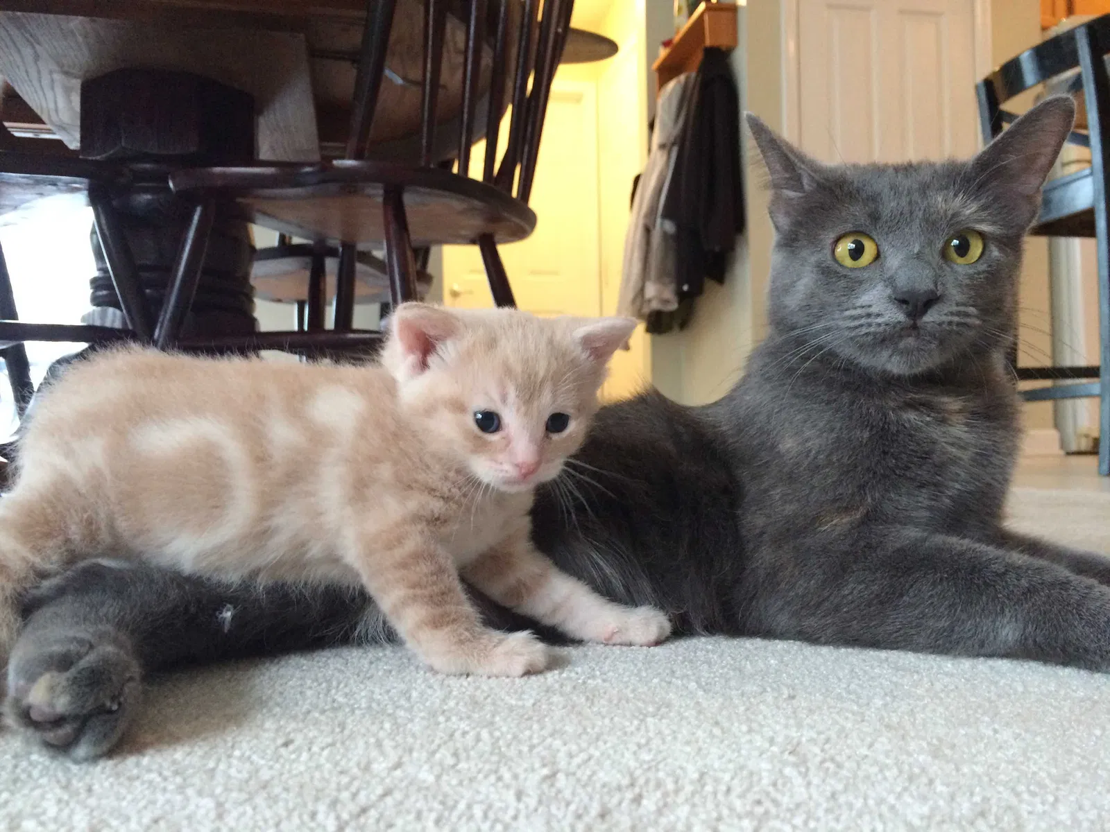 Lost cat in Grand Rapids, MI, 49525