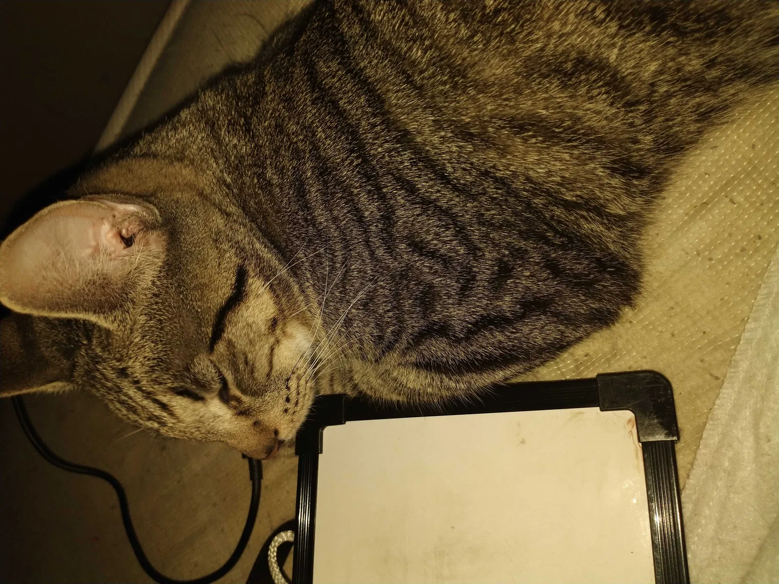 Lost cat in Rochester, NY, 14615
