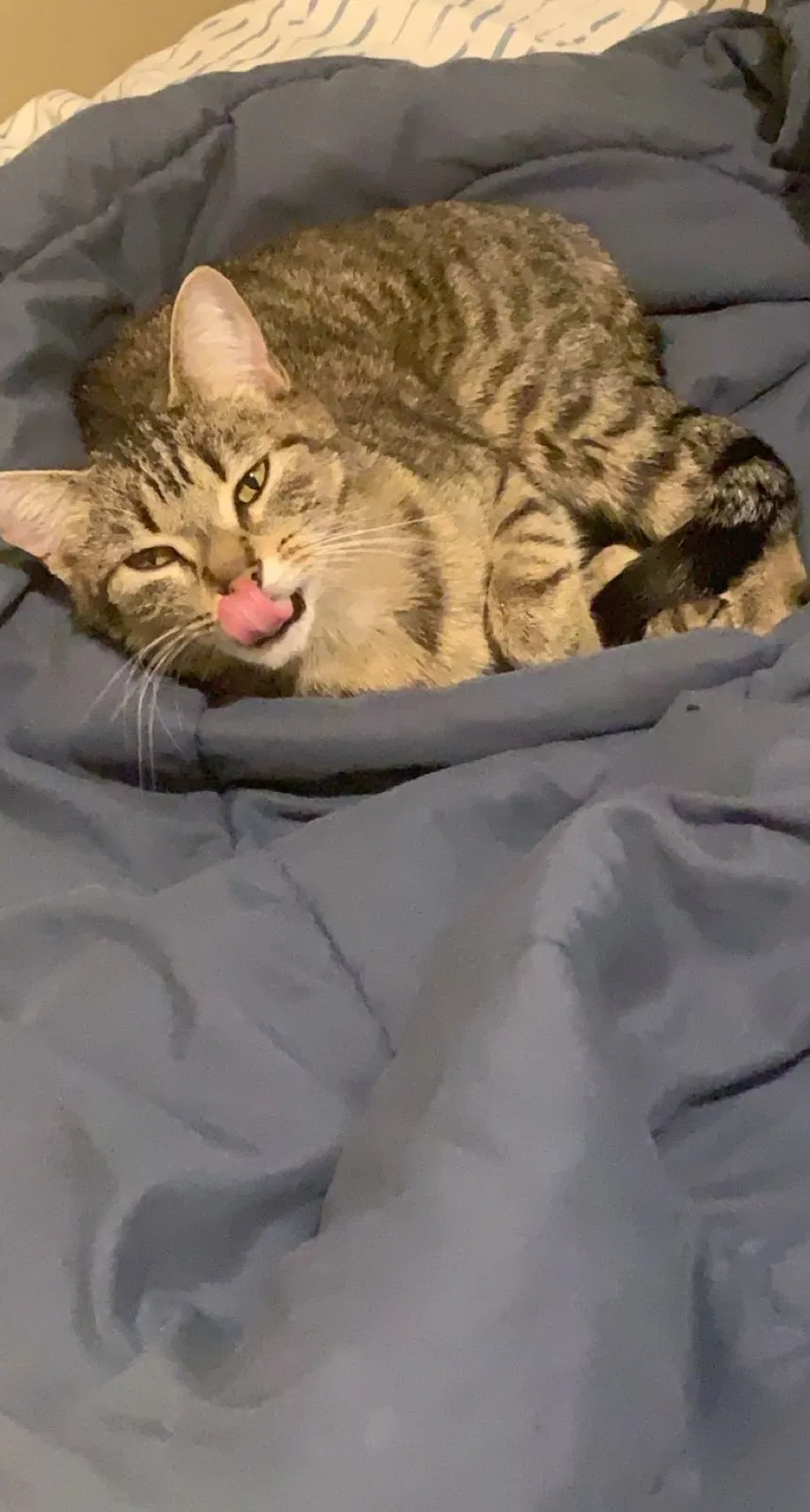 Lost cat in Cleveland, OH, 44111