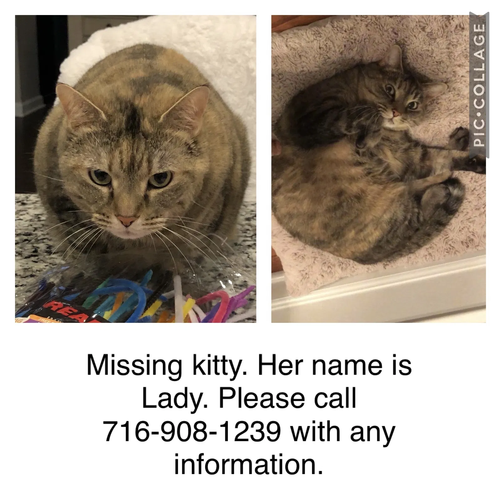 Lost cat in Lebanon, TN, 37087